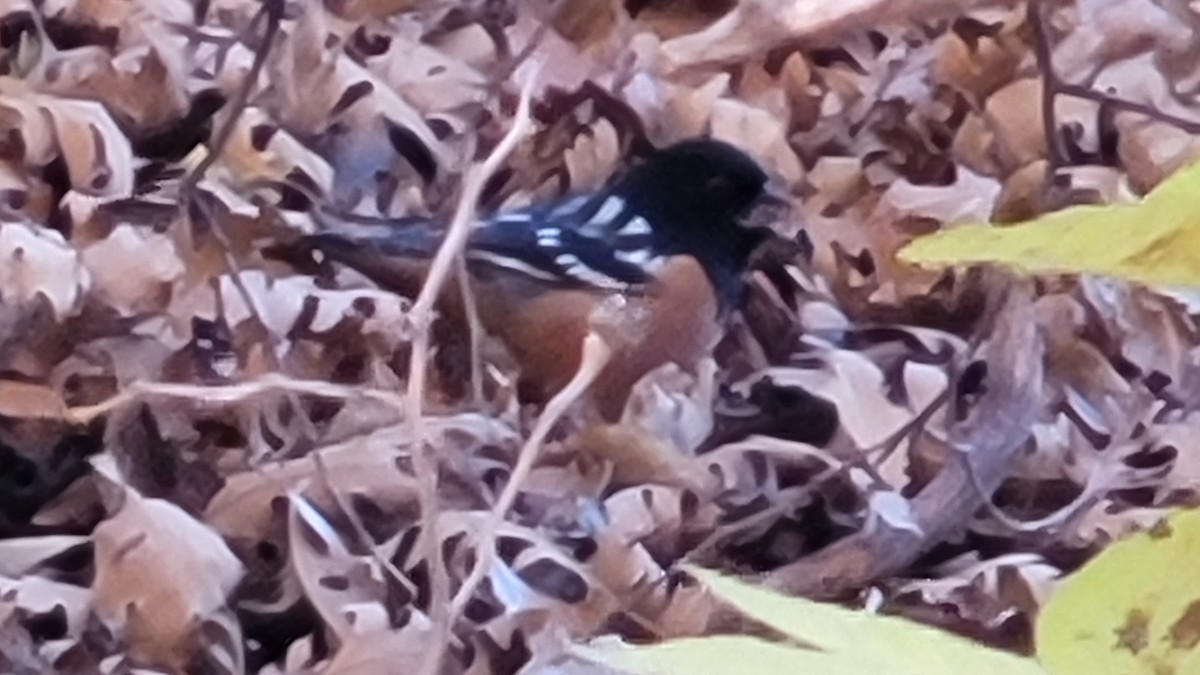 Spotted Towhee - ML509081451