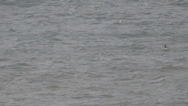 Red-throated Loon - ML509083831