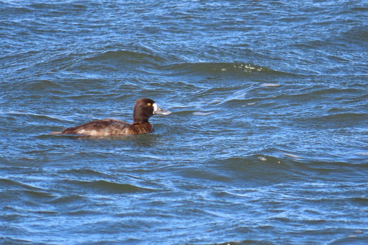 Greater Scaup - ML509084061