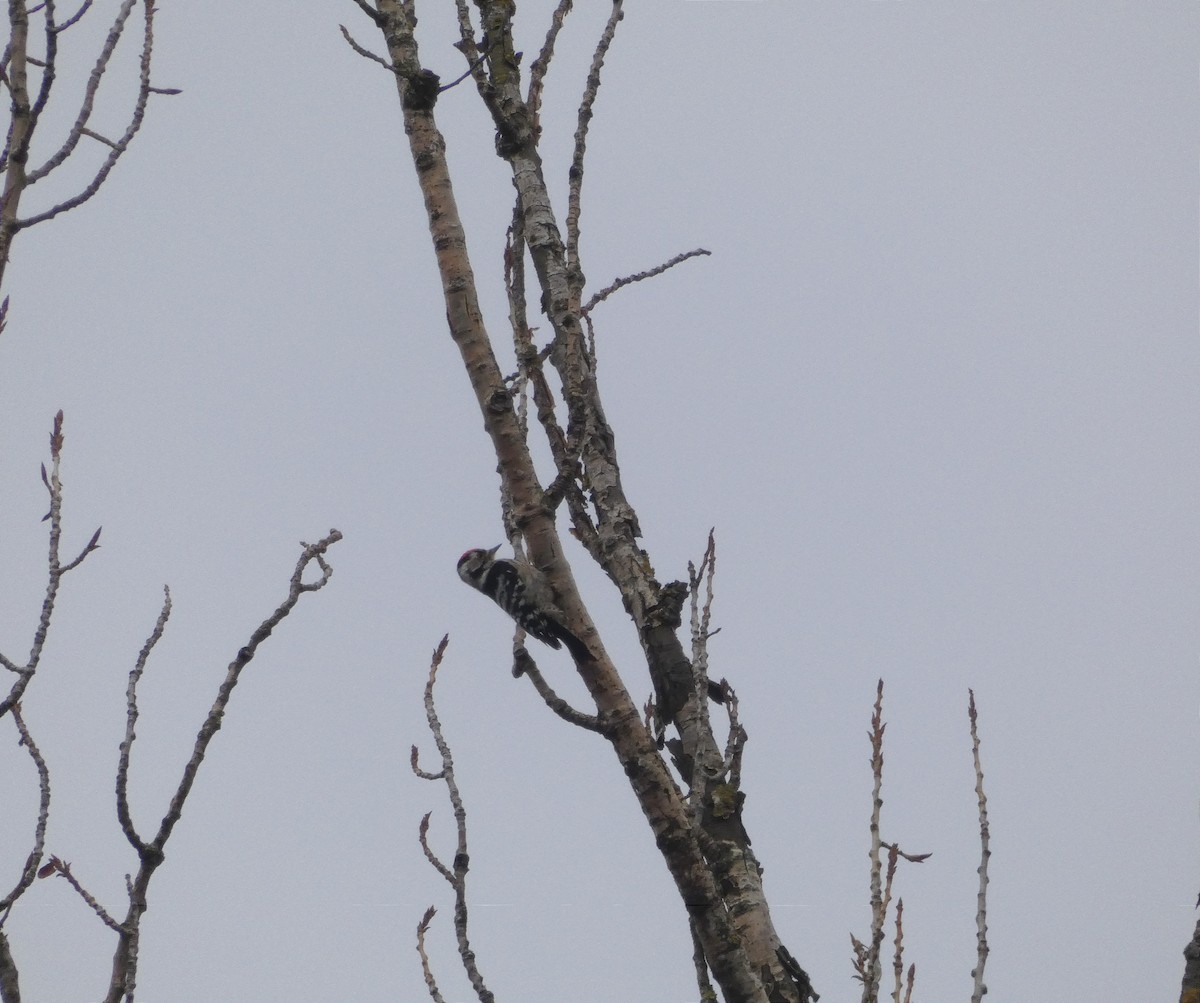 Lesser Spotted Woodpecker - ML509087691