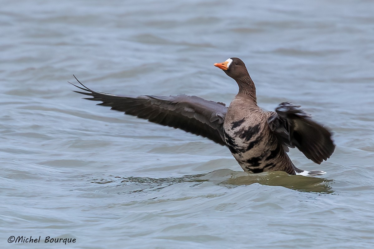 Greater White-fronted Goose - Michel Bourque