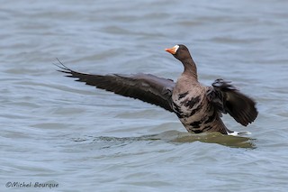 Greater White-fronted Goose, ML509088111