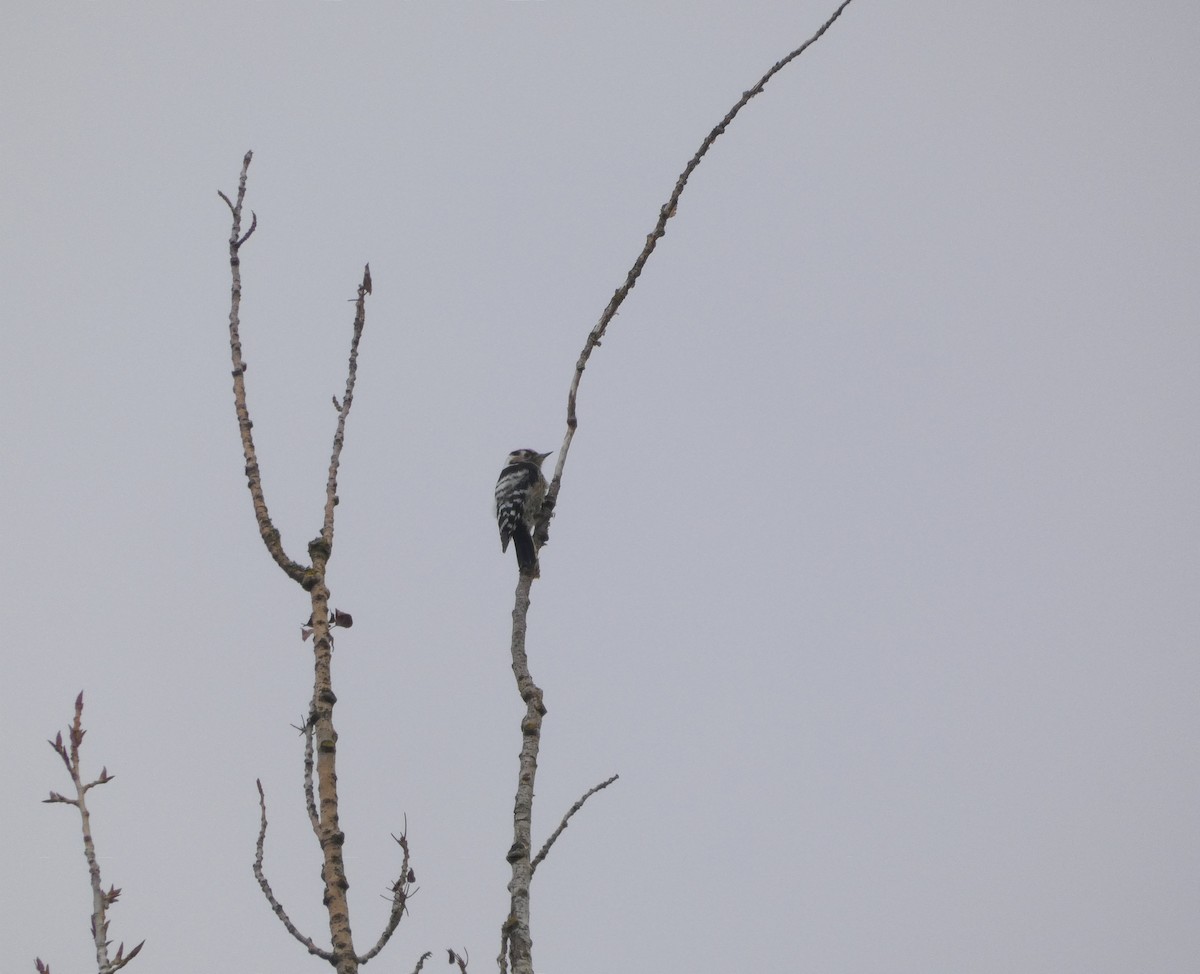 Lesser Spotted Woodpecker - ML509088231