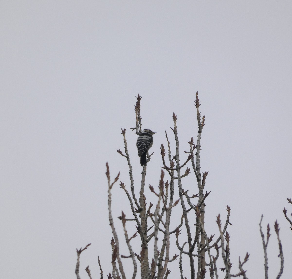 Lesser Spotted Woodpecker - ML509088611