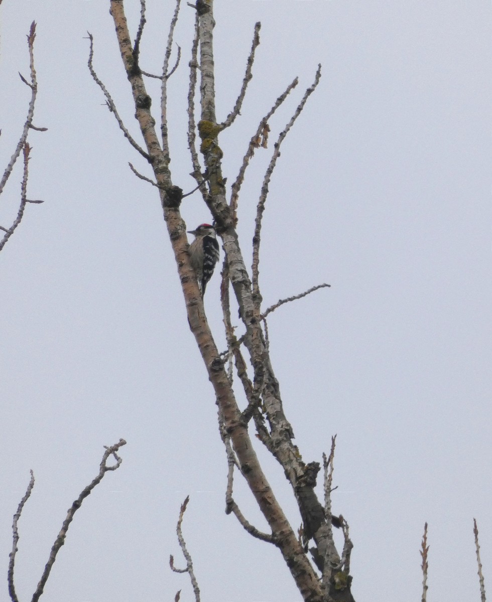 Lesser Spotted Woodpecker - ML509089001