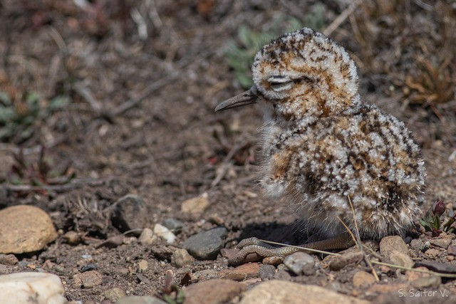 Natal Down in Tawny-throated Dotterel. - Tawny-throated Dotterel - 