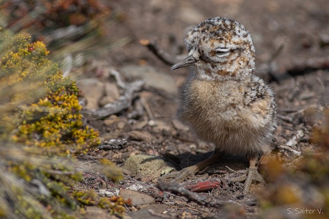  - Tawny-throated Dotterel - 