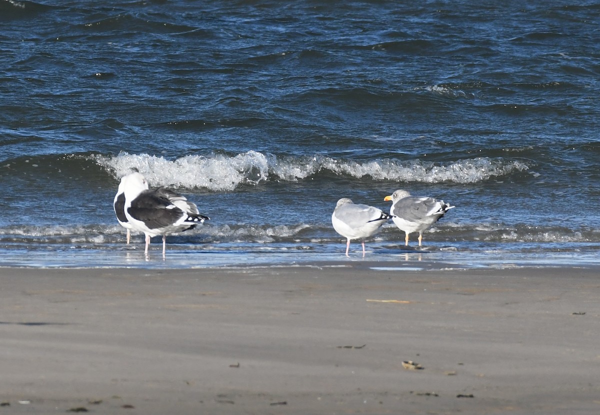 Larus sp. - ML509094271