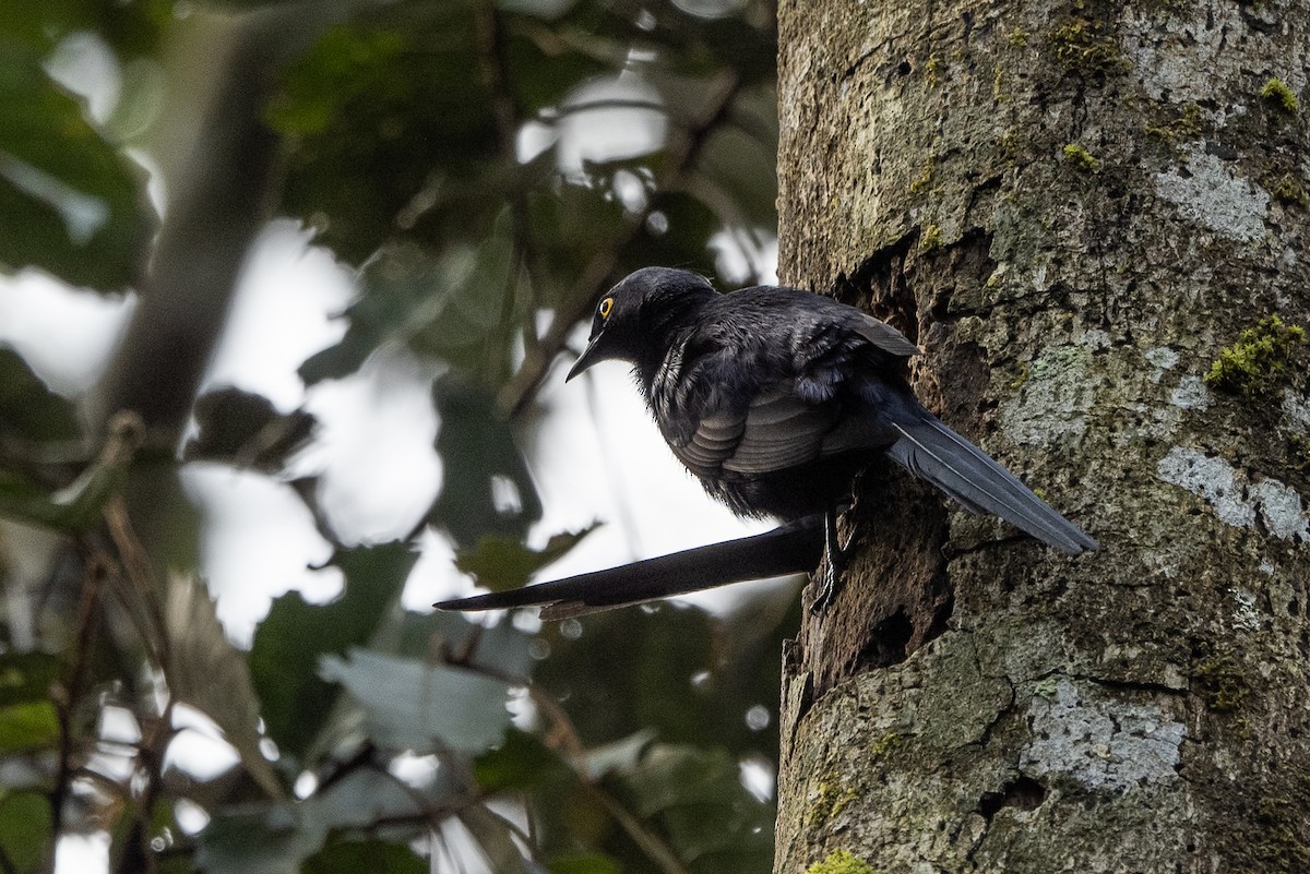 Narrow-tailed Starling - Stephen Davies