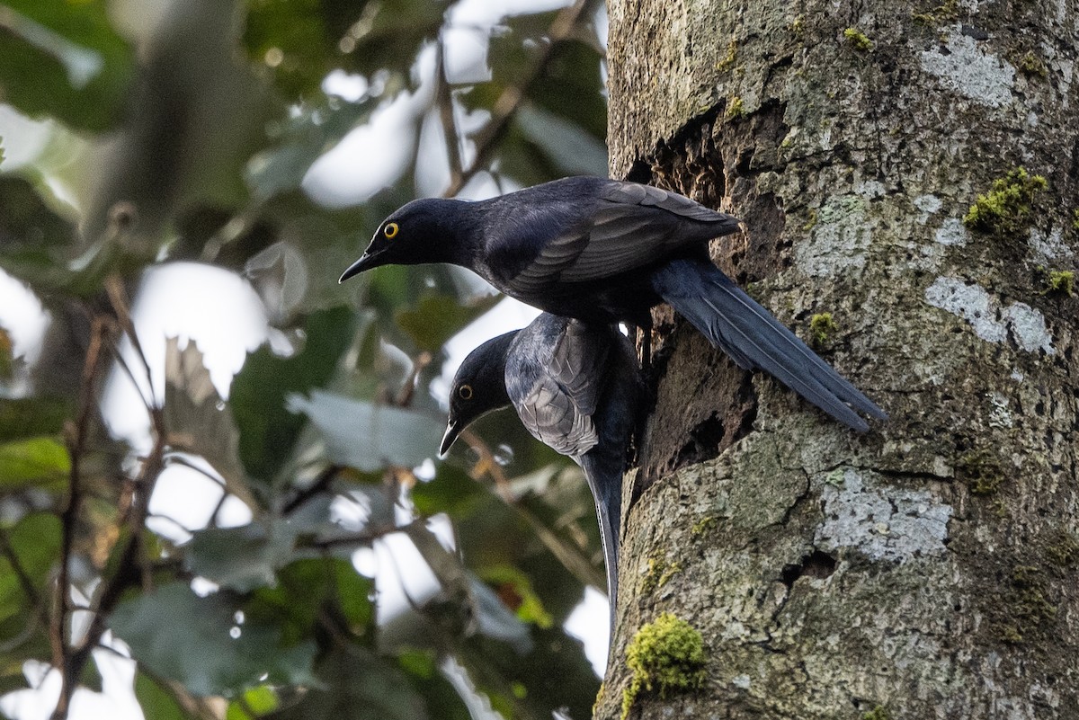 Narrow-tailed Starling - Stephen Davies