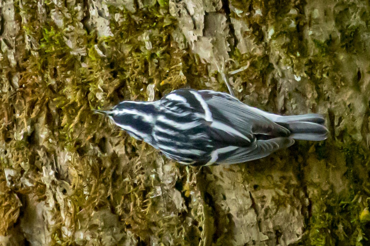 Black-and-white Warbler - ML509096541
