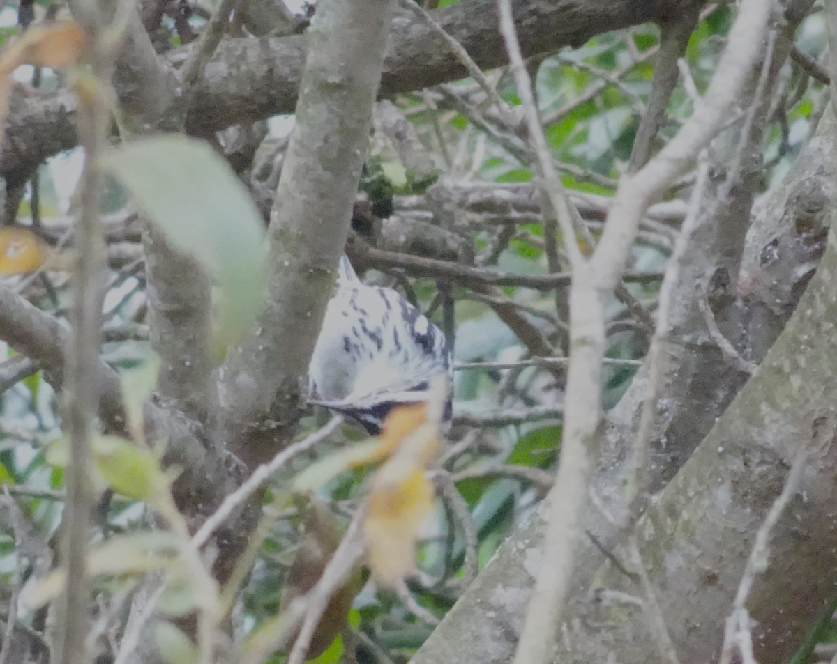 Black-and-white Warbler - ML509097361