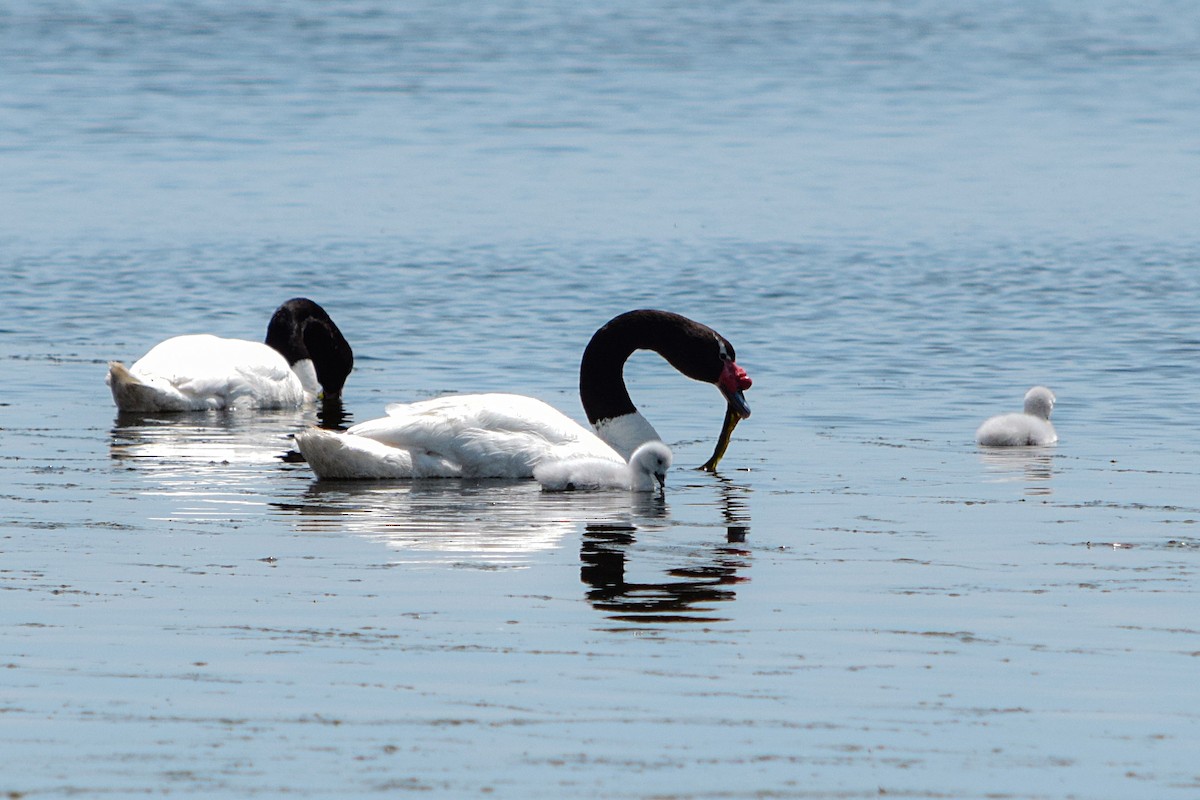 Black-necked Swan - Freddy Sepúlveda