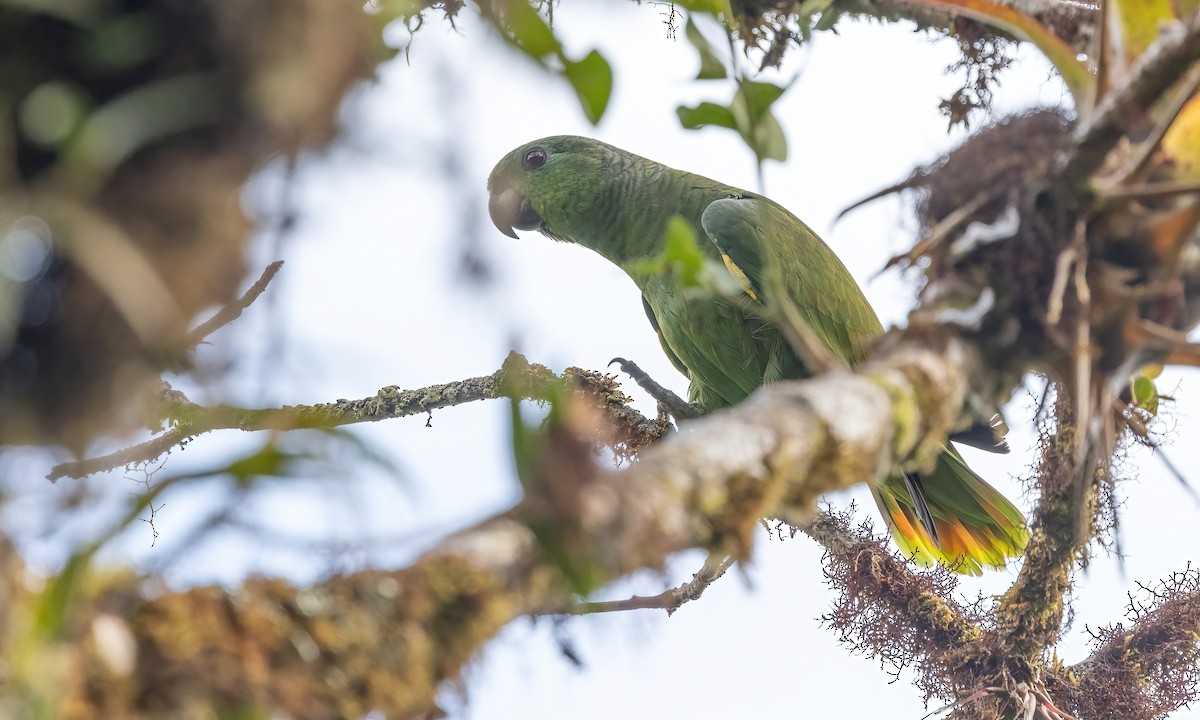 Scaly-naped Parrot - Paul Fenwick