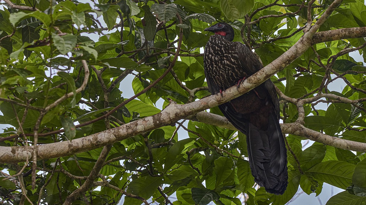 Crested Guan - ML509103961