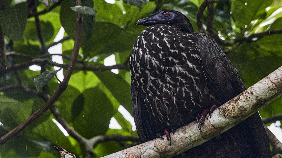 Crested Guan - ML509104761