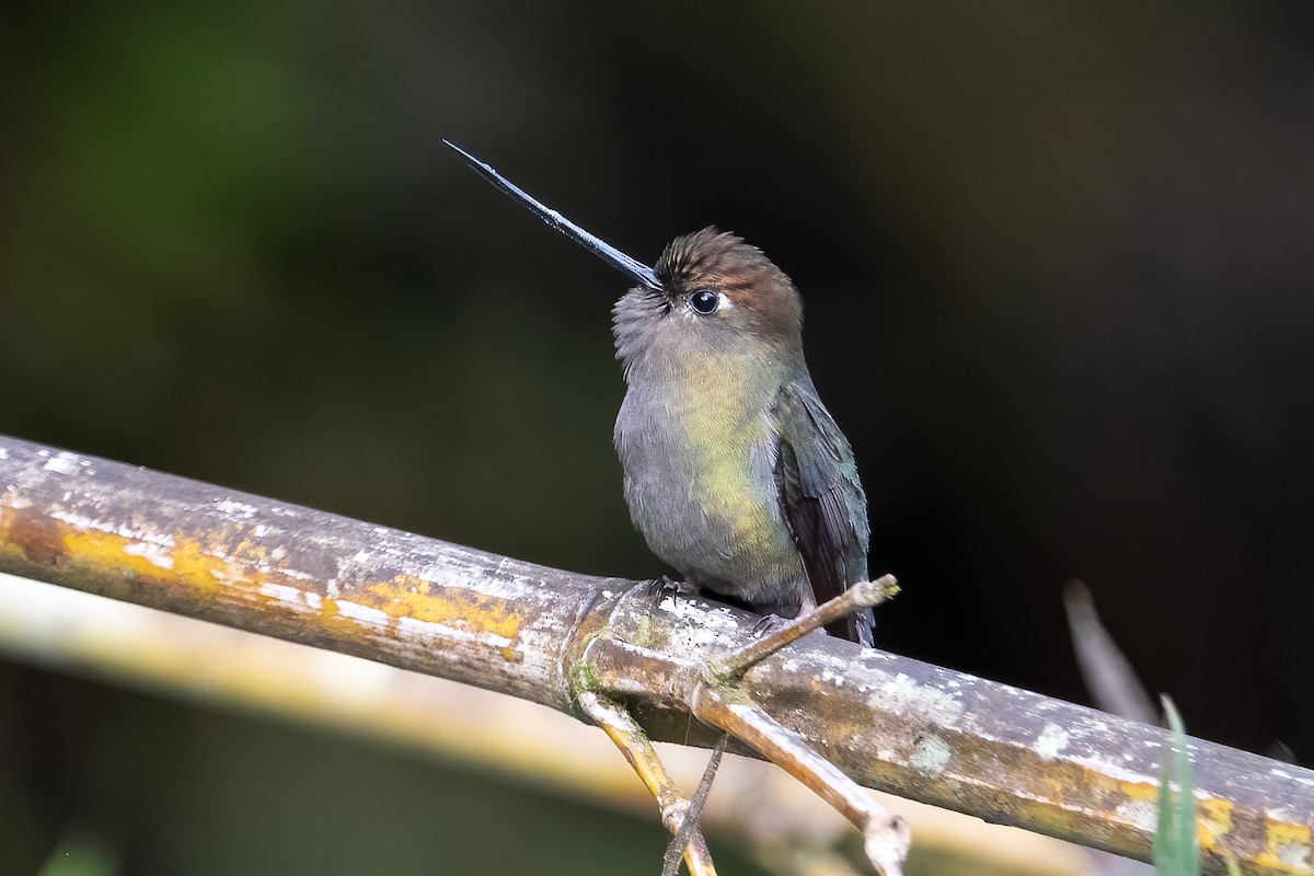 kolibřík zelenočelý - ML509109311