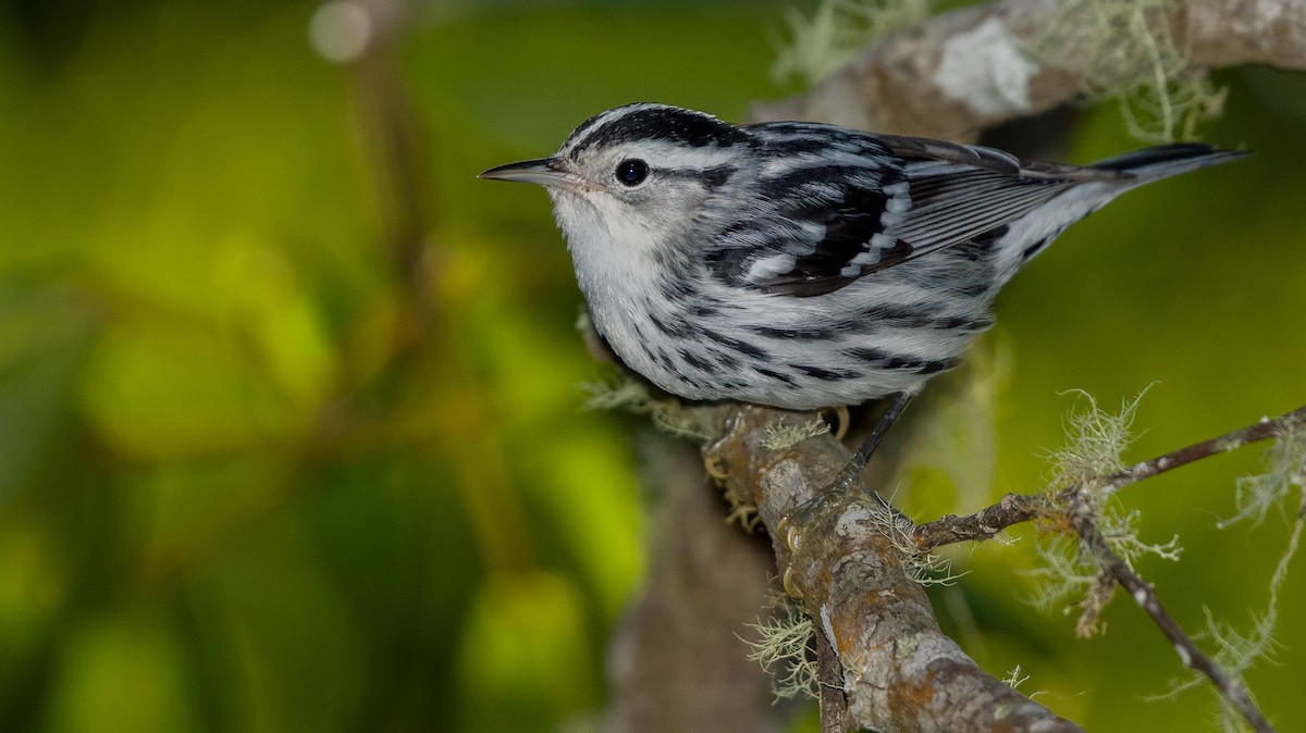 Black-and-white Warbler - ML509112181