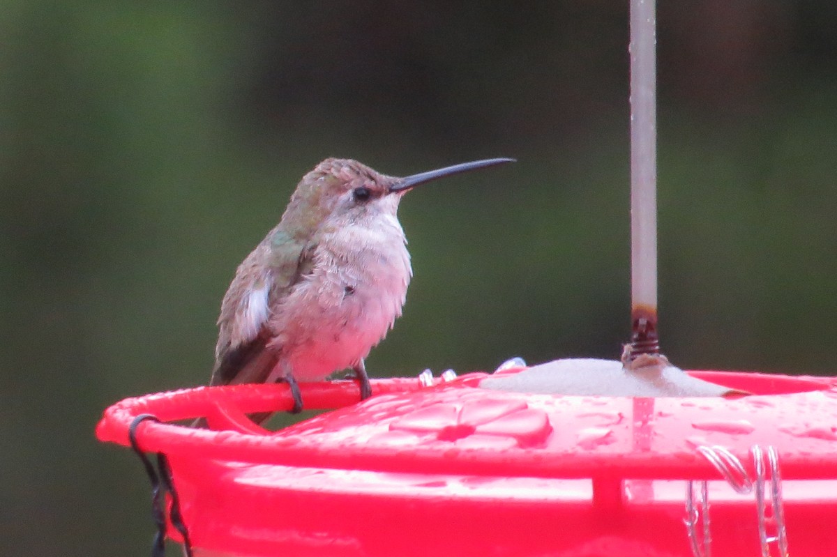 Black-chinned Hummingbird - ML509113551