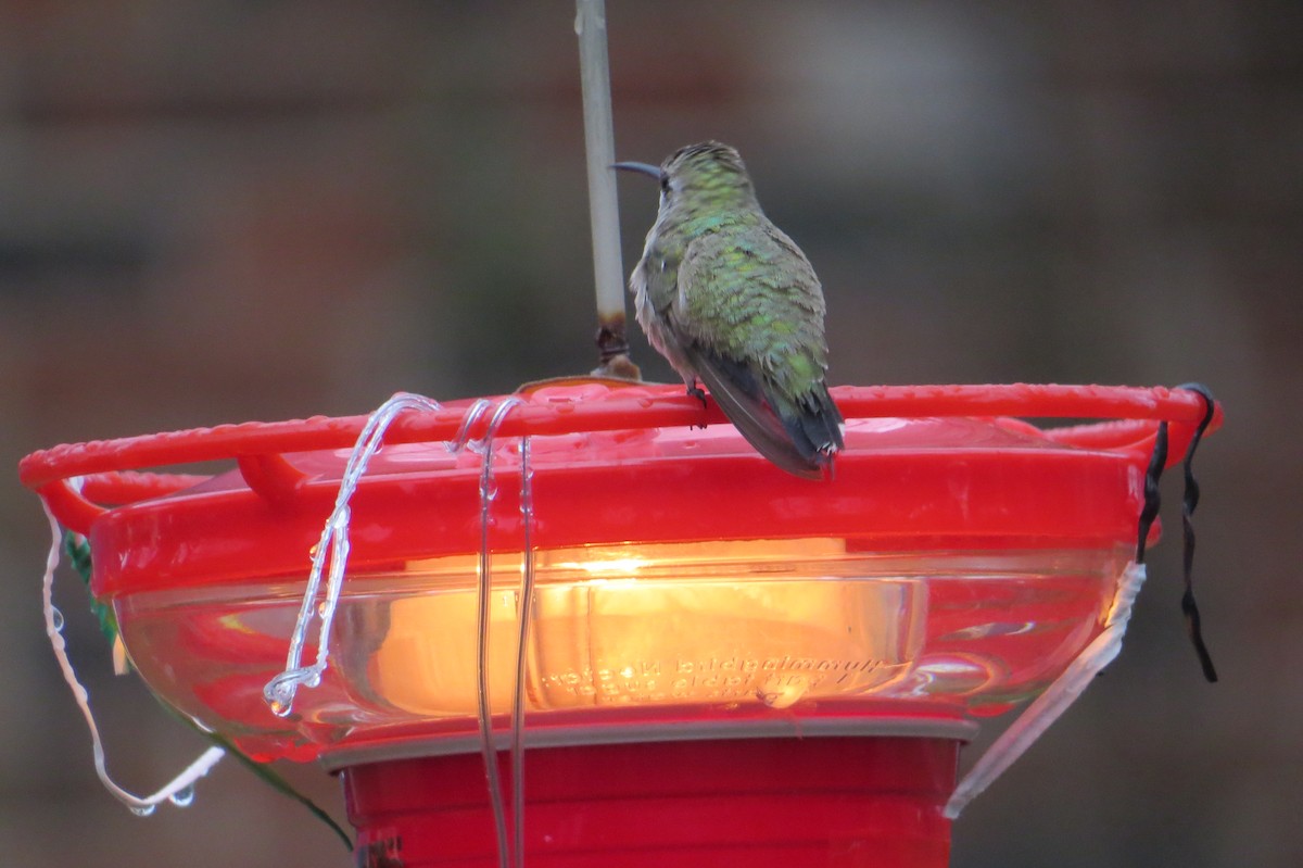 Black-chinned Hummingbird - Bill Rowe