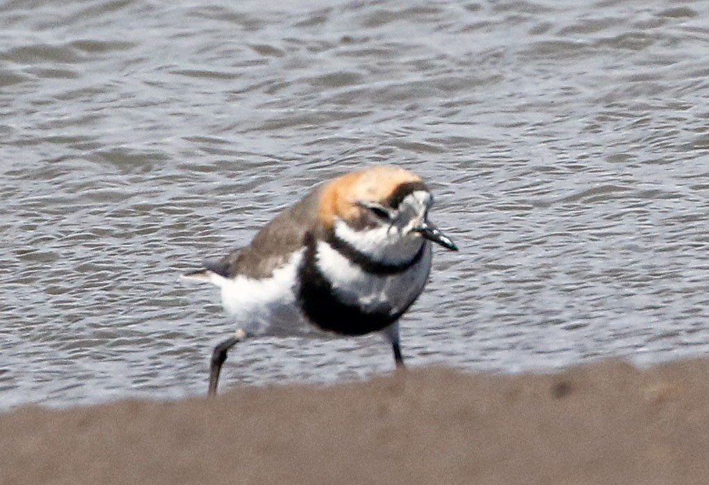 Two-banded Plover - ML509118691