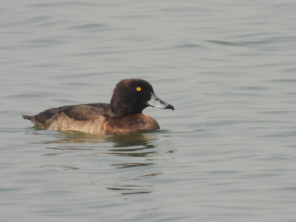 Tufted Duck - ML509122161