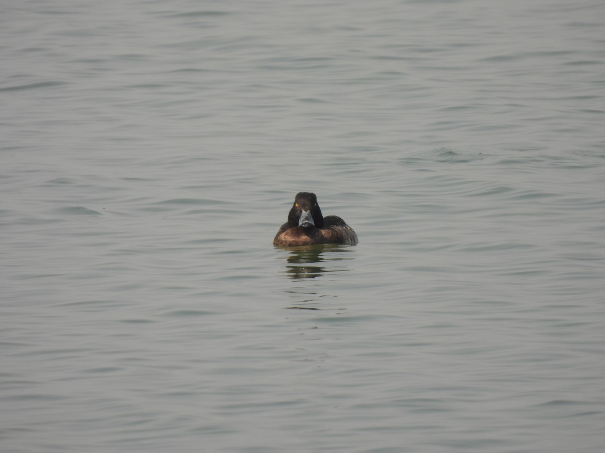 Tufted Duck - ML509122221
