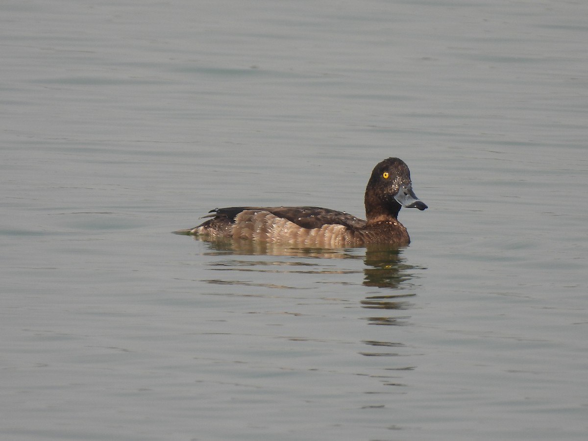 Tufted Duck - ML509123221