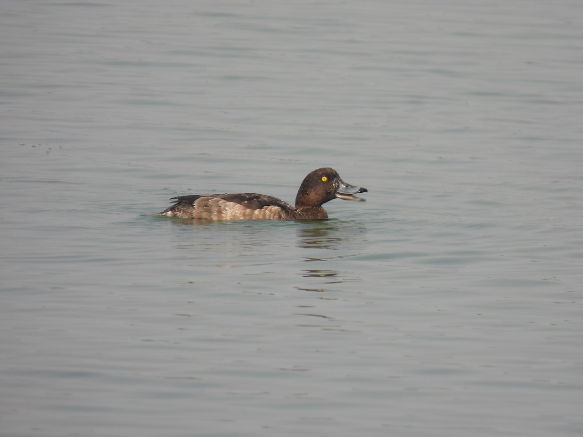 Tufted Duck - ML509123231