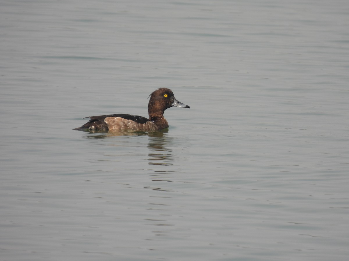 Tufted Duck - ML509123241