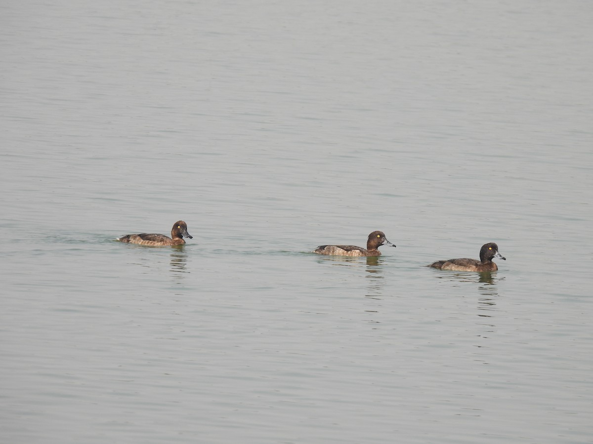 Tufted Duck - ML509123251