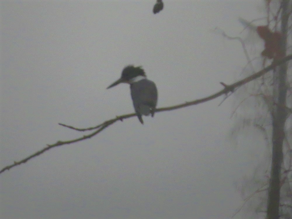 Belted Kingfisher - ML509126711