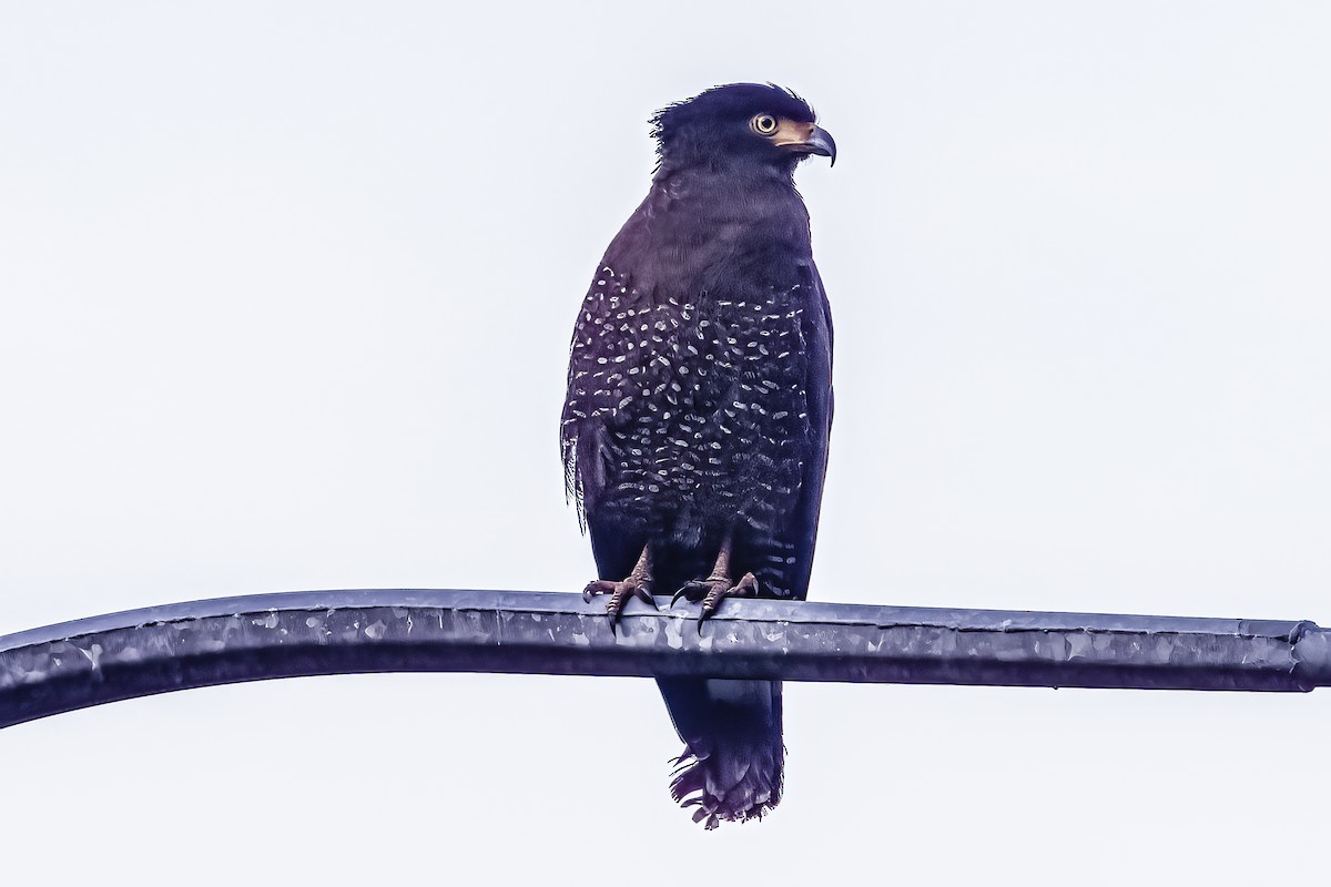 Crested Serpent-Eagle - ML509130391