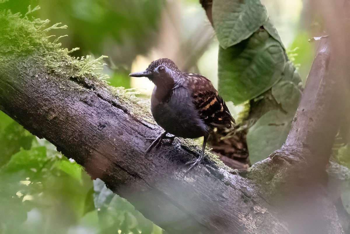 Wing-banded Antbird - ML509131731