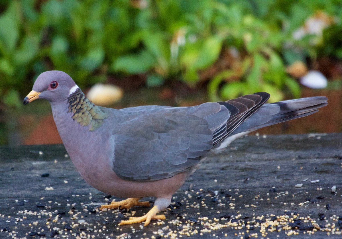 Band-tailed Pigeon - Rob O'Donnell