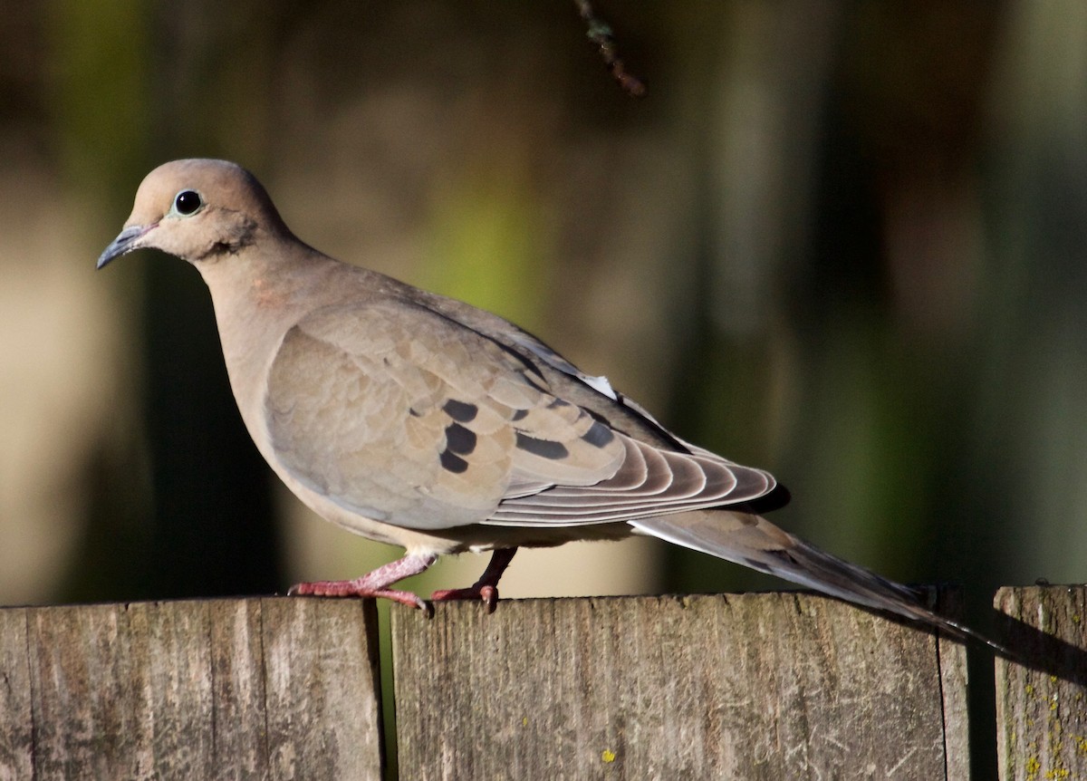Mourning Dove - Rob O'Donnell