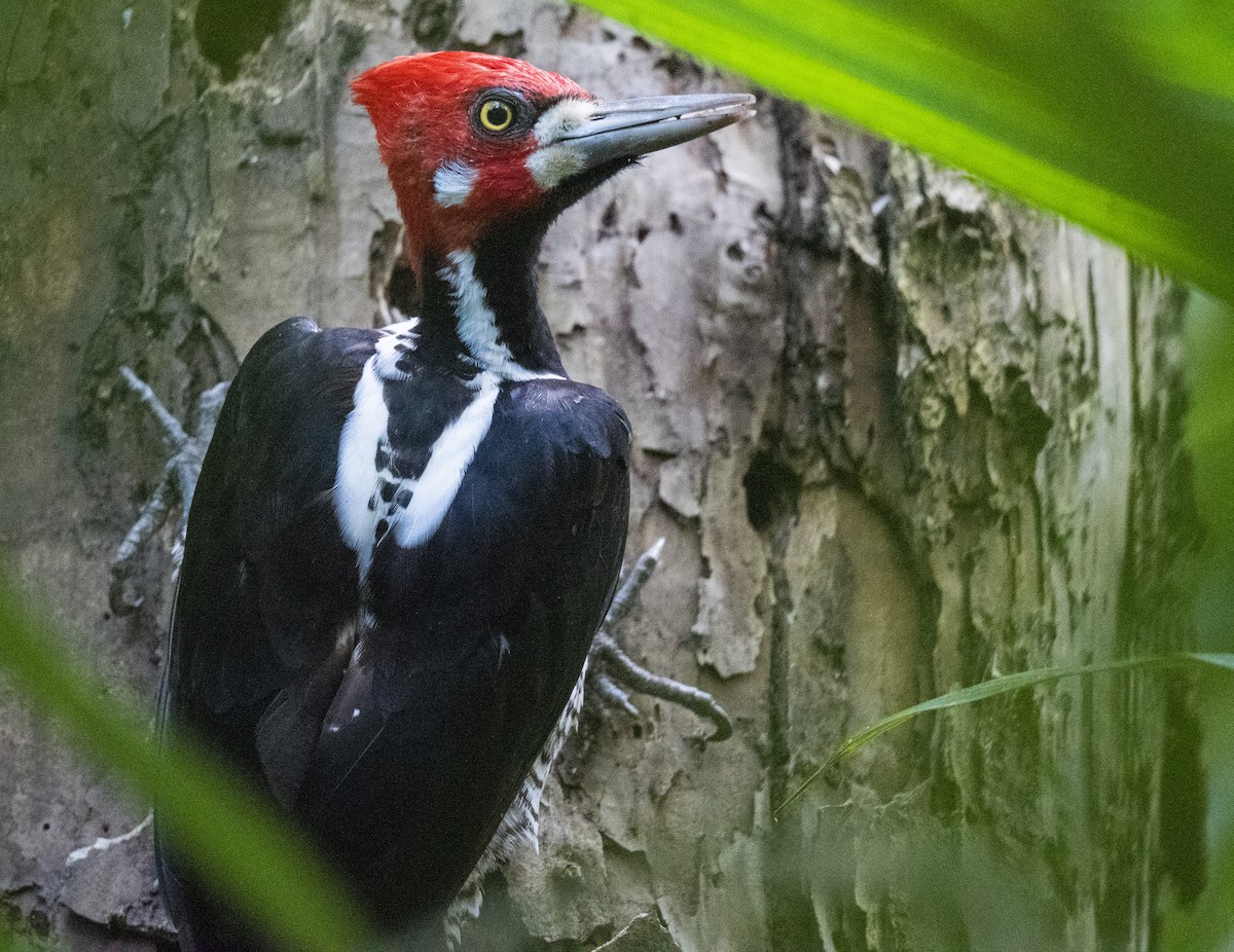 Crimson-crested Woodpecker - ML509137901