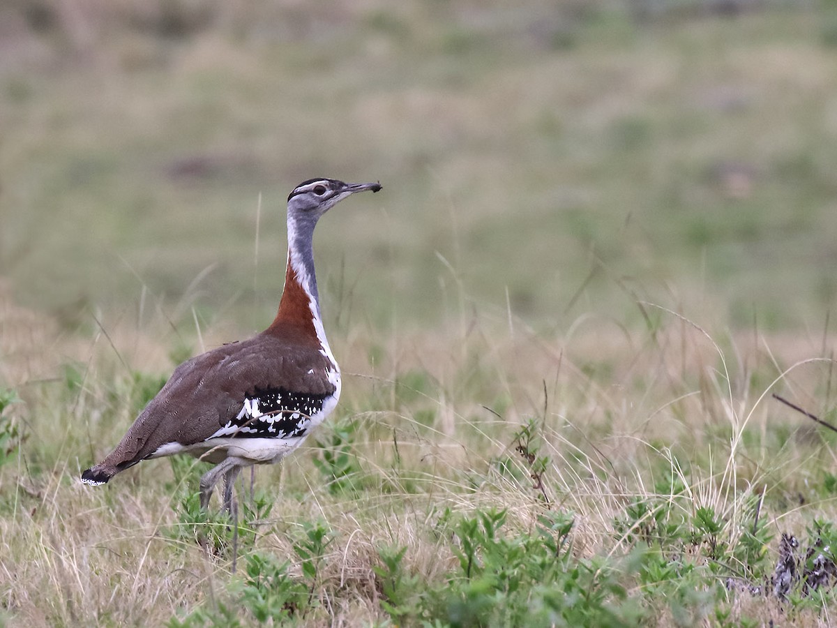 Denham's Bustard - ML50913801