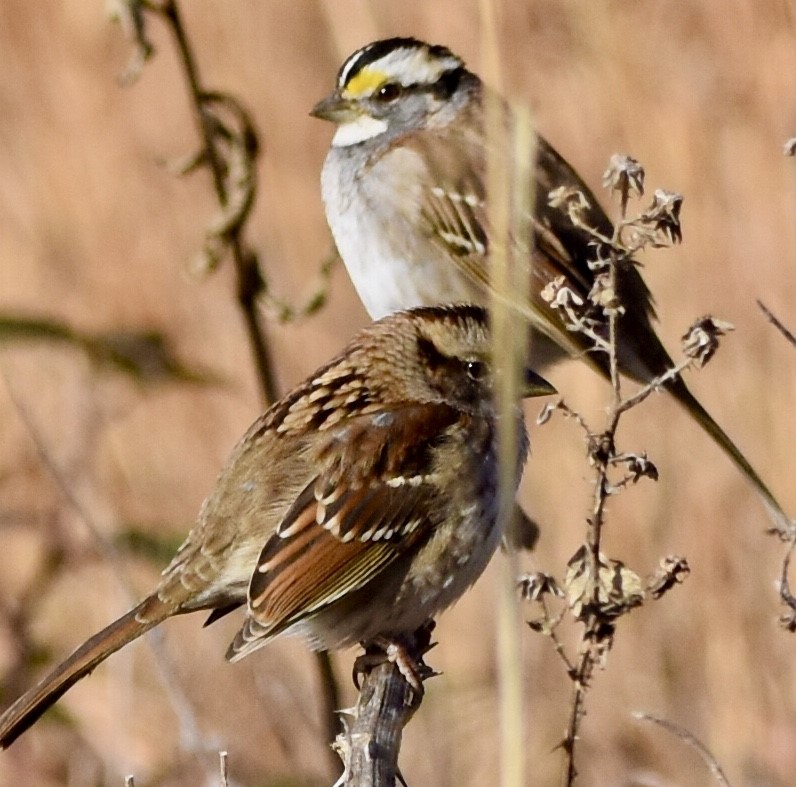 White-throated Sparrow - ML509138771
