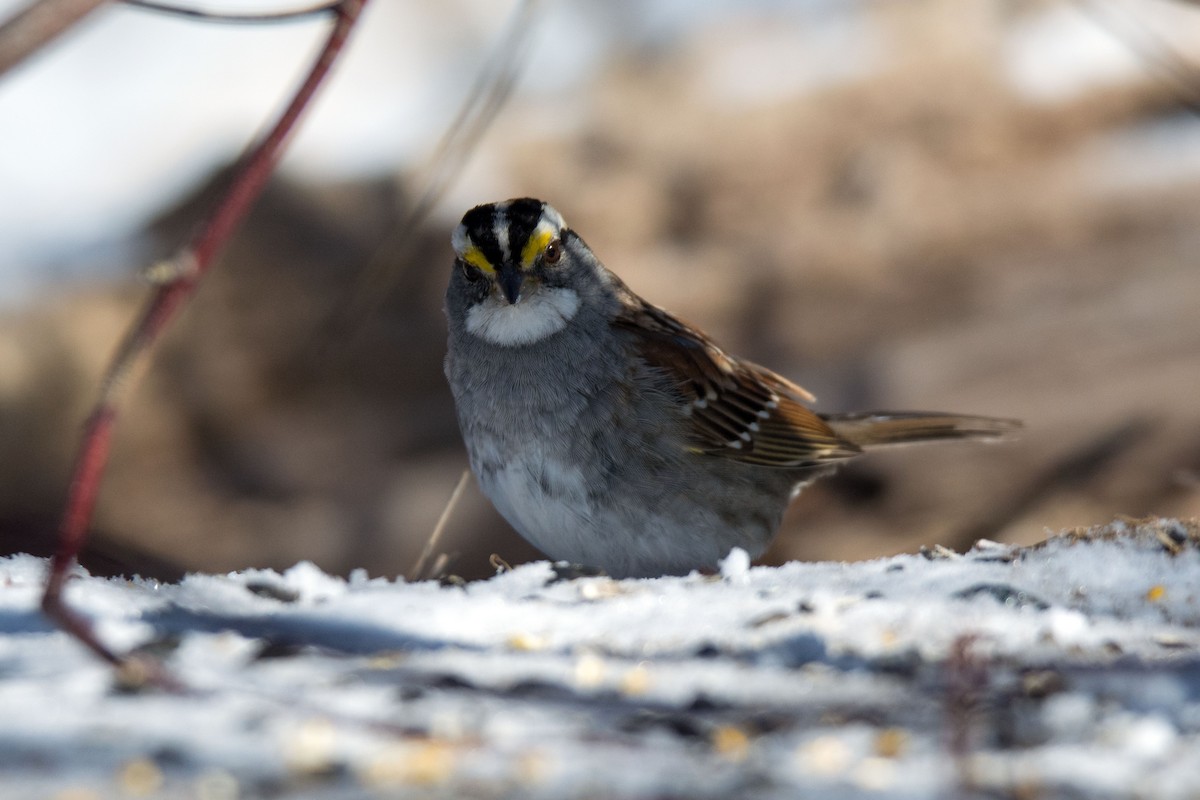 White-throated Sparrow - ML50914301