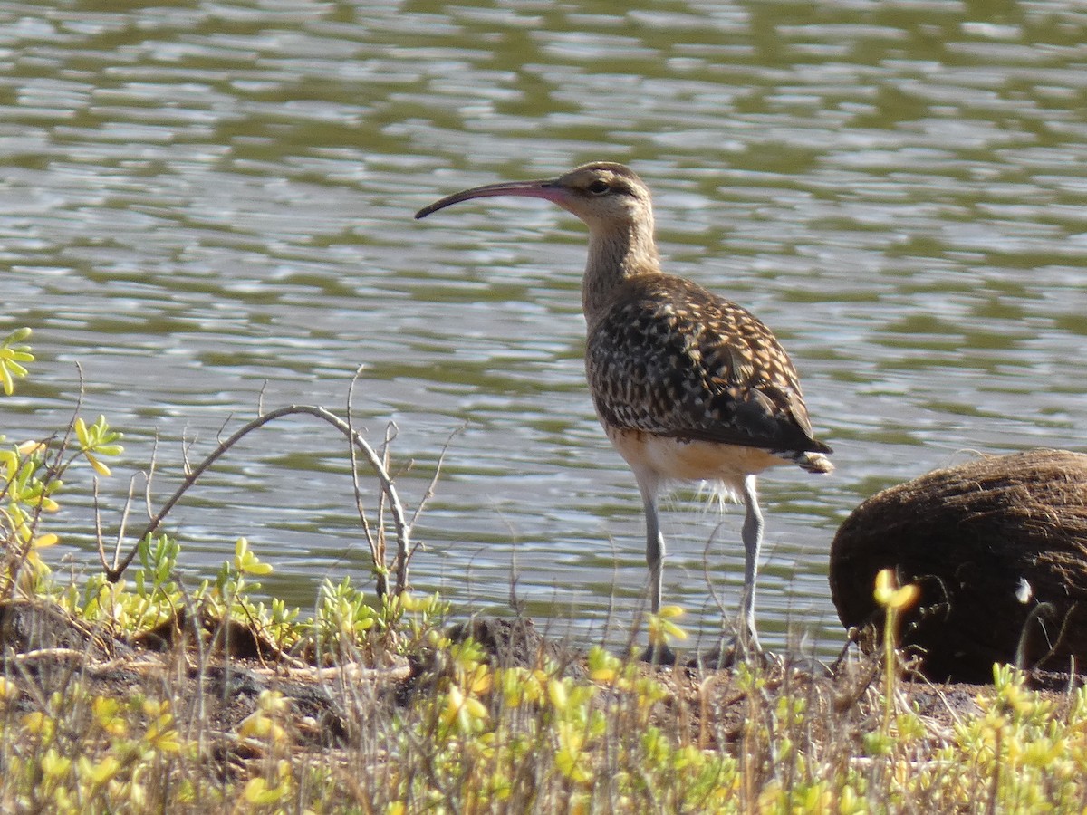 Bristle-thighed Curlew - ML509150141