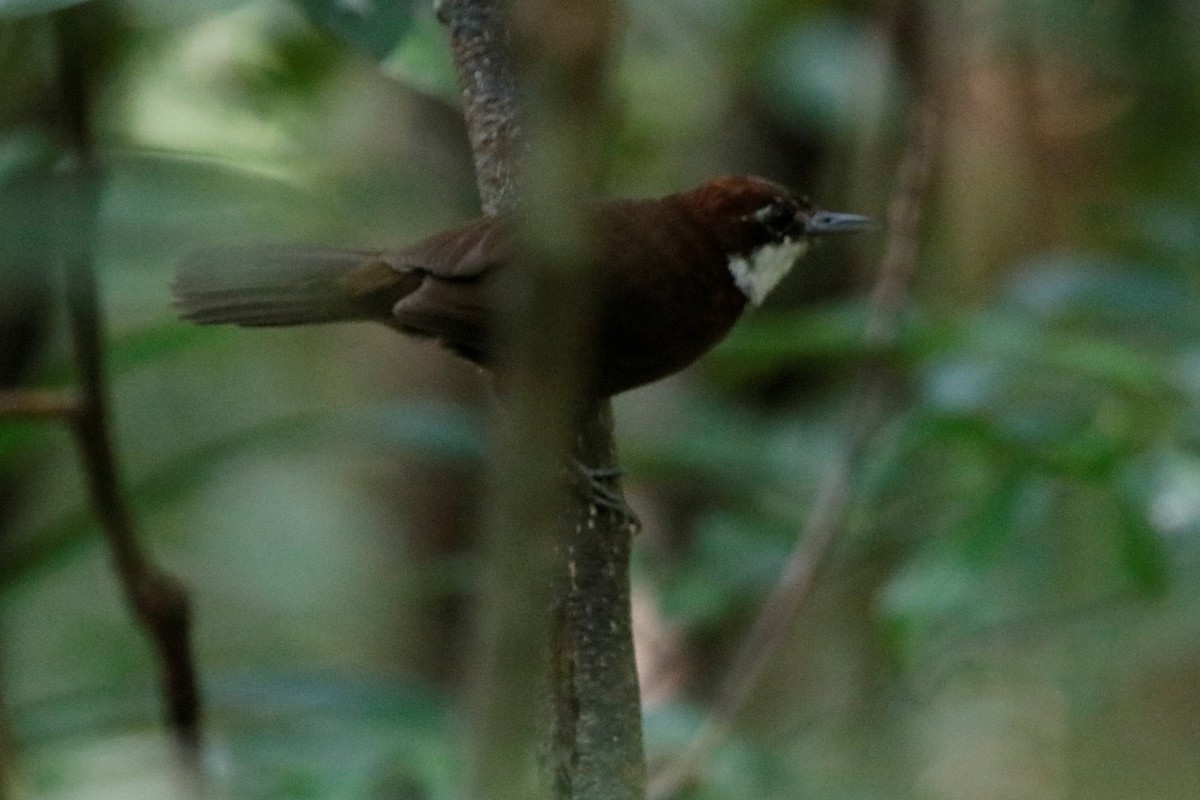 White-throated Oxylabes - ML509151011