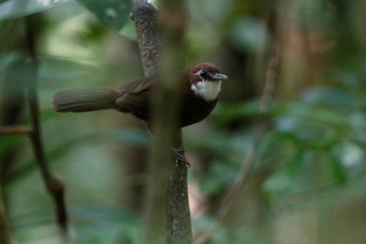 White-throated Oxylabes - ML509151201