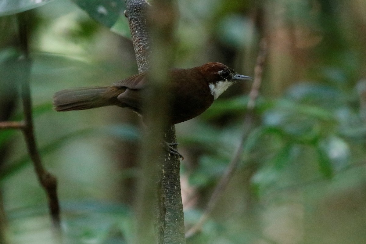 White-throated Oxylabes - ML509151231