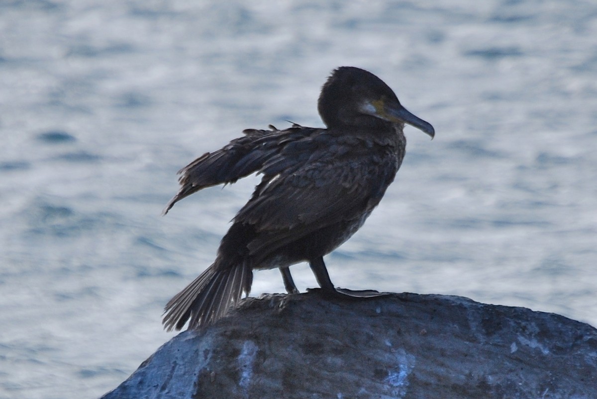 Great Cormorant - Bill Boeringer