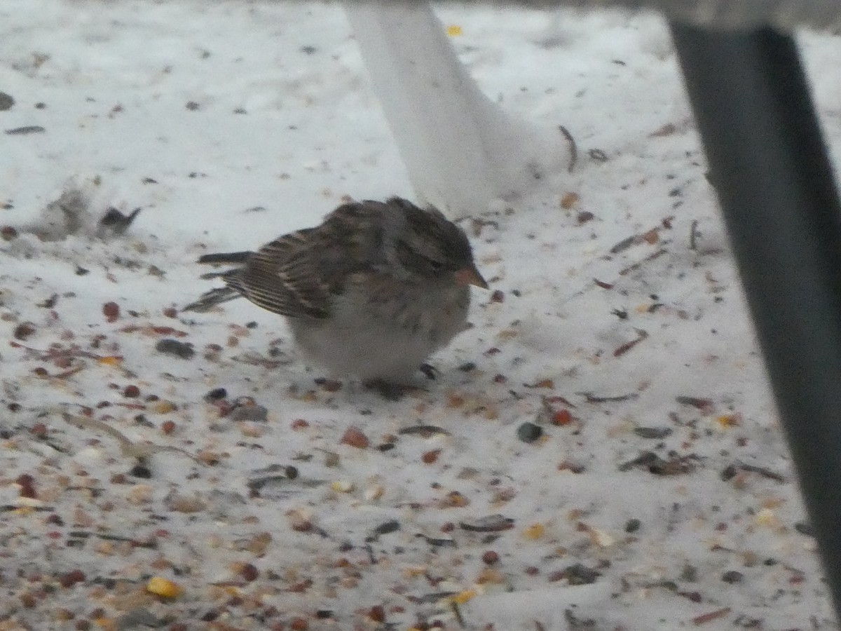 Chipping Sparrow - Julie-ann Bauer