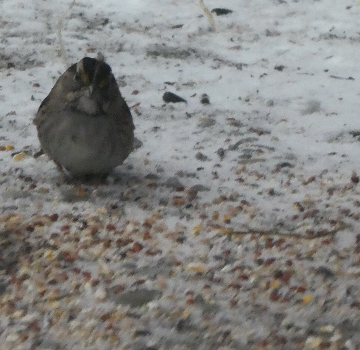 White-throated Sparrow - Julie-ann Bauer