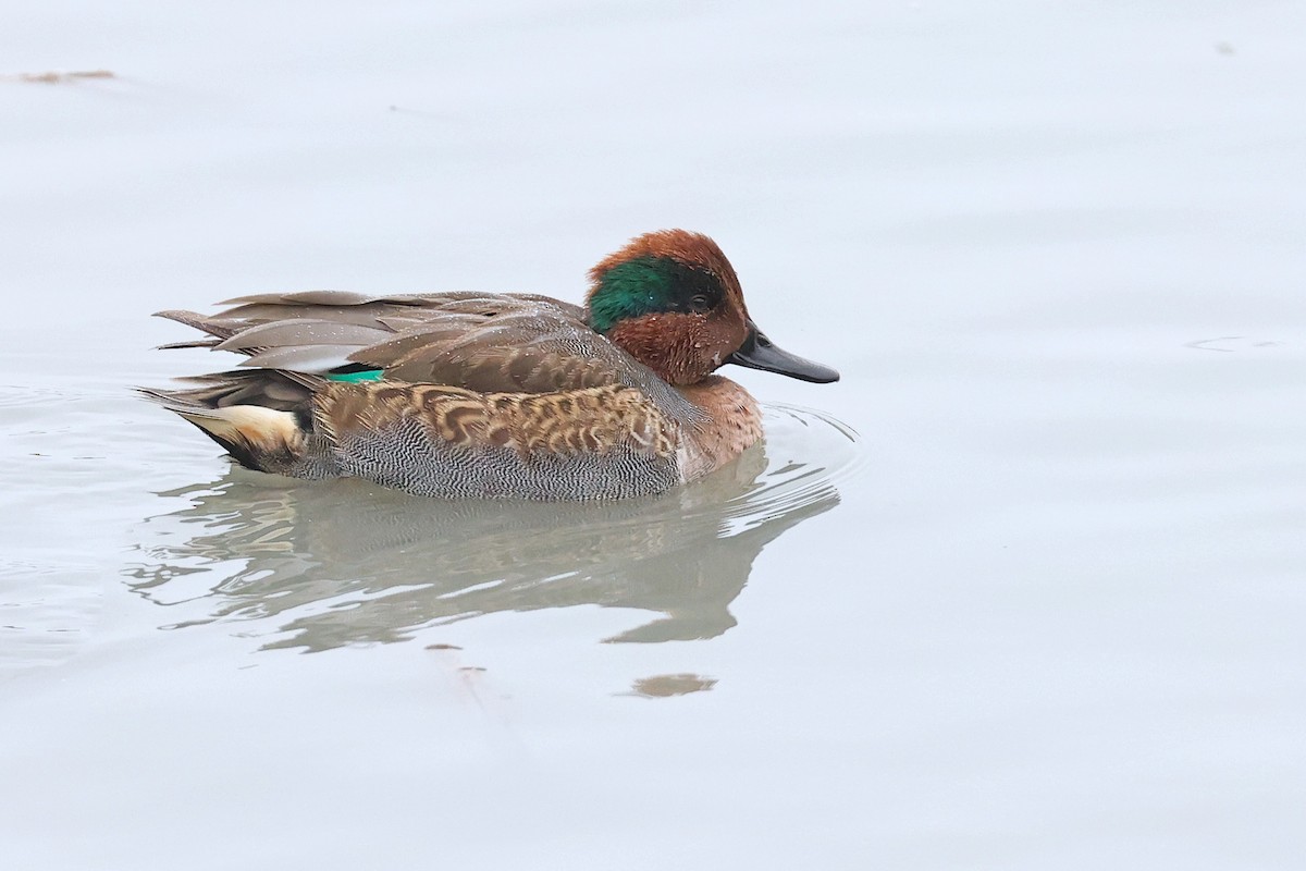 Green-winged Teal - ML509156561