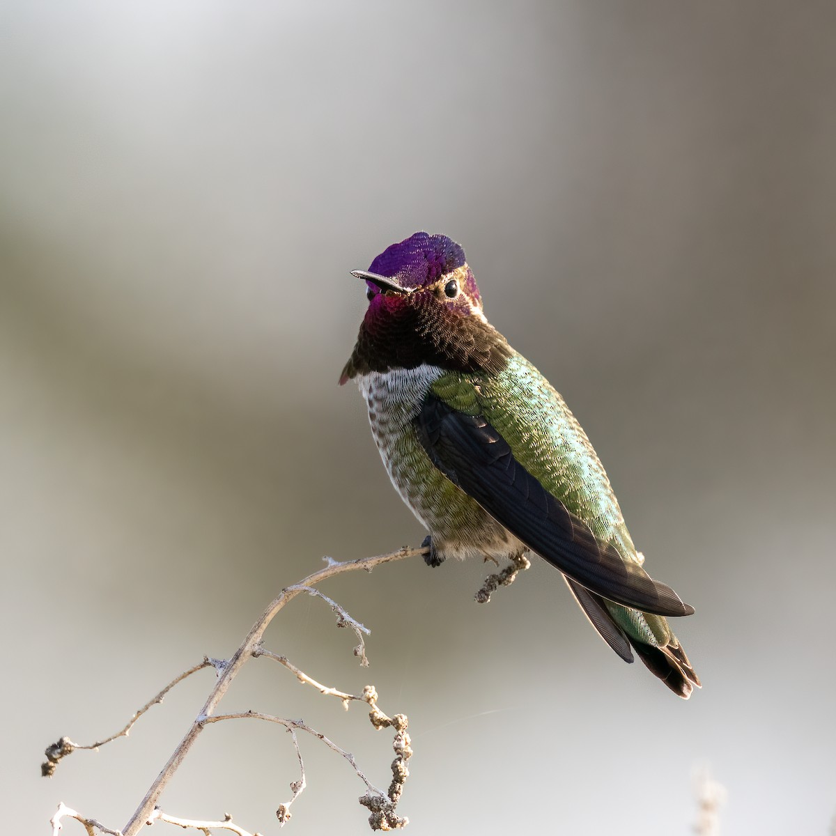 Anna's Hummingbird - ML509156961