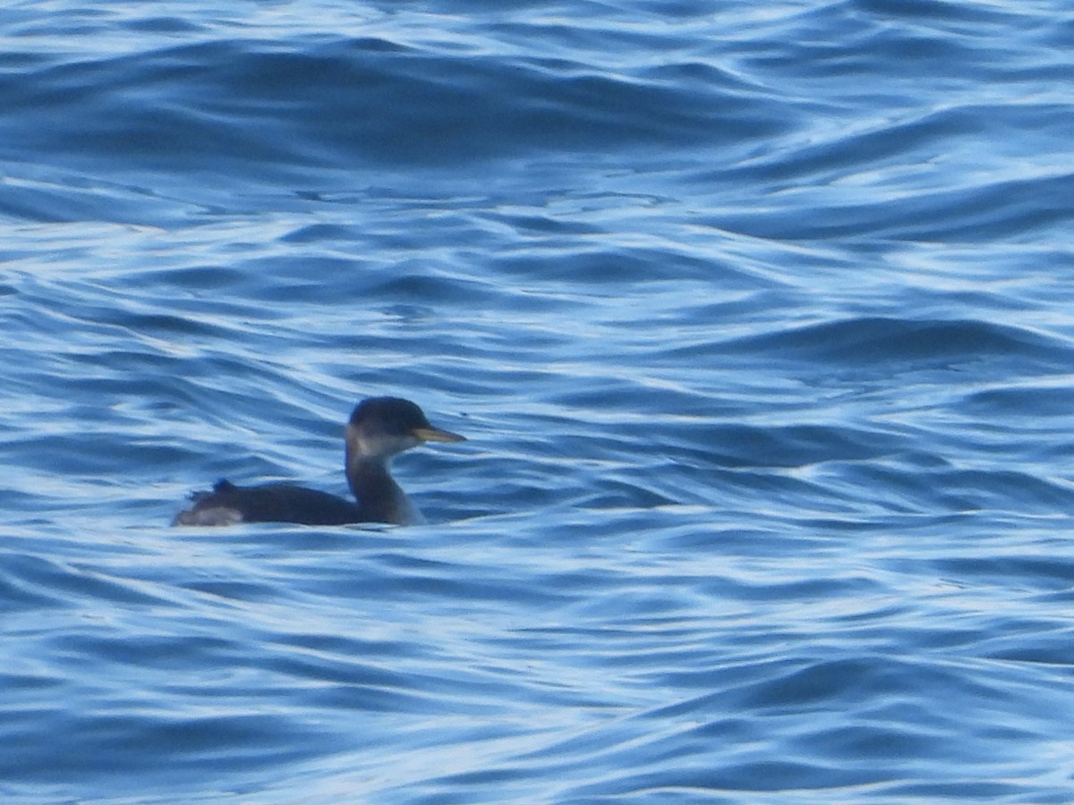 ebird-checklist-1-dec-2022-humboldt-bay-north-spit-jetty-20